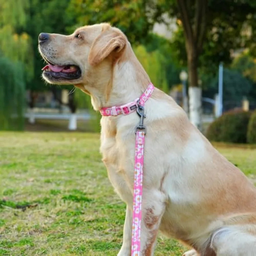 Dog Collar Leash Set, with Safety Reflective Strips, 5 Feet Matching Leash, Neoprene Padded Handle, Adjustable
