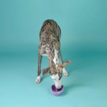 Slow Feeder Bowl with Suction Cups,