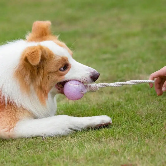 Pet Dog Tennis Ball Chew Toy With Rope